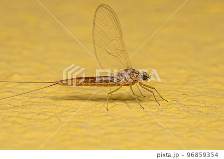 Adult Female Mayfly Insect Adult Female Mayfly Insect 96859354