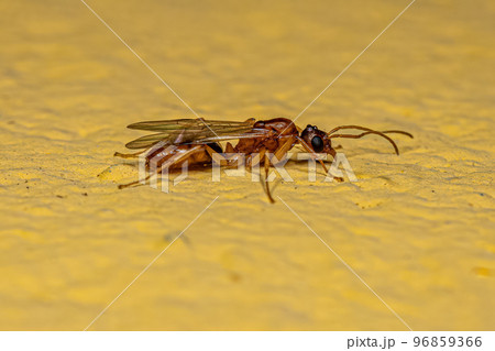 Adult Male Winged Ant 96859366