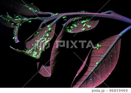 Small Spiraea Aphids under ultraviolet light of flashlight Small Spiraea Aphids under ultraviolet light of flashlight 96859469
