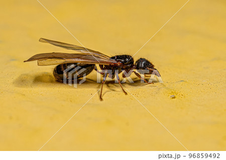 Adult Female Big-headed Ant Queen 96859492