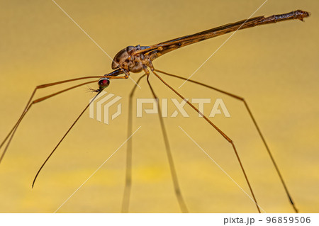 Adult Limoniid Crane Fly Adult Limoniid Crane Fly 96859506