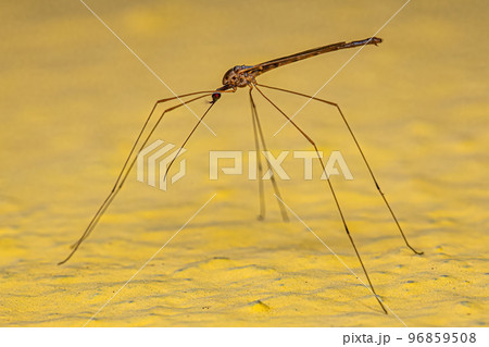 Adult Limoniid Crane Fly Adult Limoniid Crane Fly 96859508