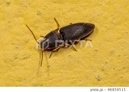 Adult Click Beetle Adult Click Beetle 96859515