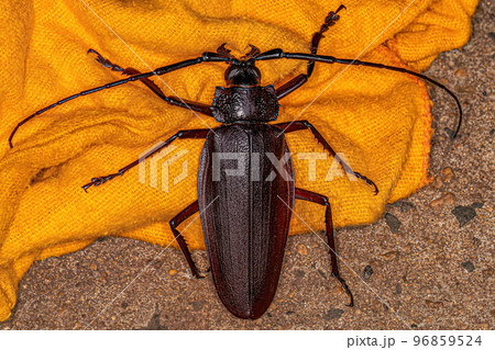 Adult Giant Prionid Beetle 96859524