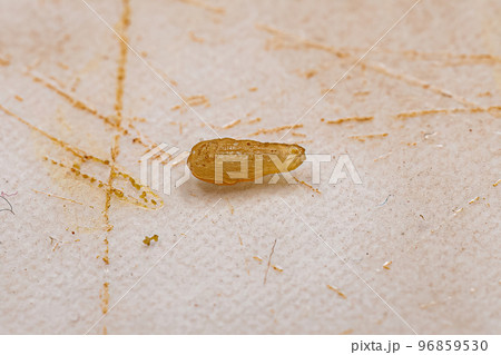 Flea Tapeworm proglottid Flea Tapeworm proglottid 96859530