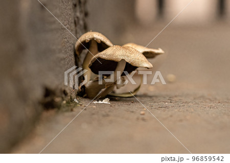 Scalycaps Fungi Mushroom Scalycaps Fungi Mushroom 96859542