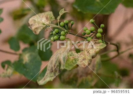 flowering plant commonly known as jurubeba 96859591