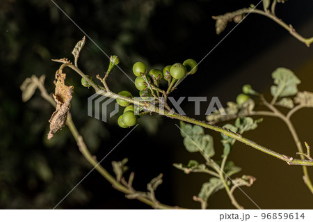 flowering plant commonly known as jurubeba 96859614