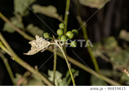 flowering plant commonly known as jurubeba 96859615