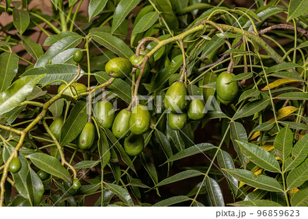 Ambarella Fruiting Tree 96859623