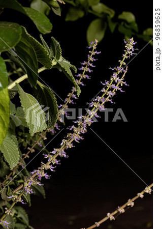 Indian Borage Flower 96859625