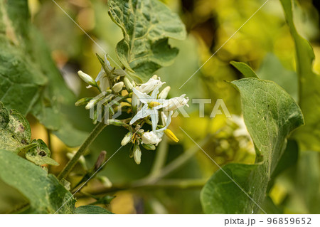 flowering plant known as jurubeba 96859652