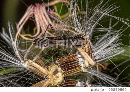 Adult Dirt-colored Seed Bug Adult Dirt-colored Seed Bug 96859662