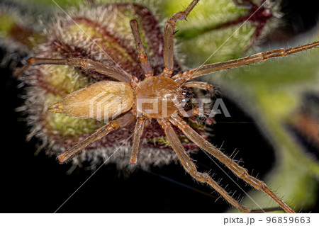 Adult Longlegged Sac Spider Adult Longlegged Sac Spider 96859663