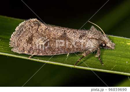 Adult Grass Tubeworm Moth Adult Grass Tubeworm Moth 96859690