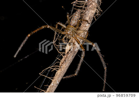 Adult Octopus Crab Spider Adult Octopus Crab Spider 96859709