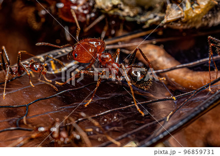 Adult Female Big-headed Ants Adult Female Big-headed Ants 96859731