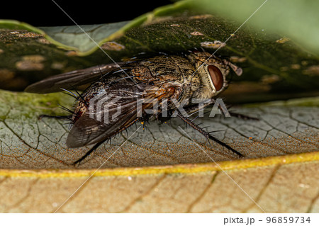 Adult Bristle Fly 96859734