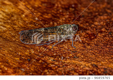 Adult Small Planthopper Insect Adult Small Planthopper Insect 96859765