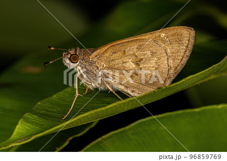 Adult Skipper Butterfly Adult Skipper Butterfly 96859769