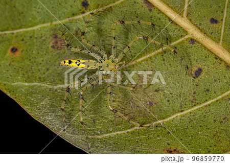 Adult Female Lynx Spider 96859770