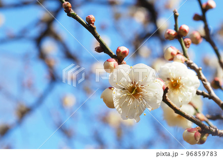 梅の花（白牡丹） 96859783