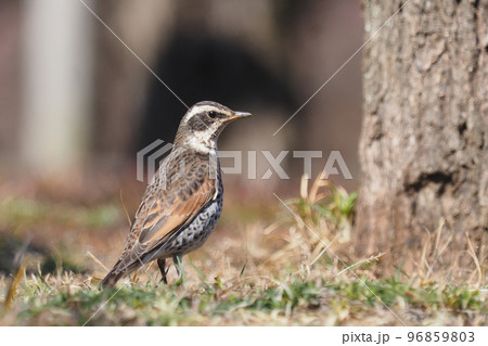 ツグミ 96859803