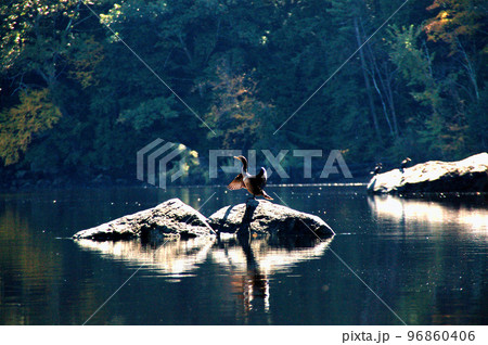 ニューイングランド　ランプレイ川の岩上で羽を休めるカワウ 96860406