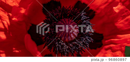 Inflorescence of red Decorative Poppy flower on the background of greenery in the flower garden on a Sunny spring day Inflorescence of red Decorative Poppy flower on the background of greenery in the flower garden on a Sunny spring day 96860897