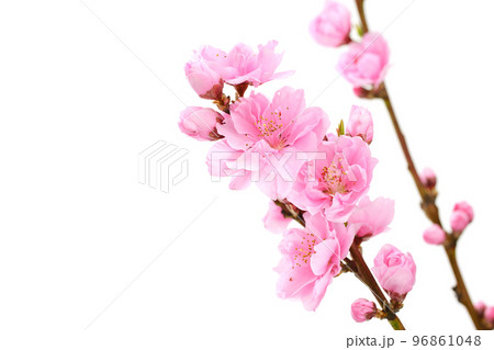 桃の花 桃の花 96861048