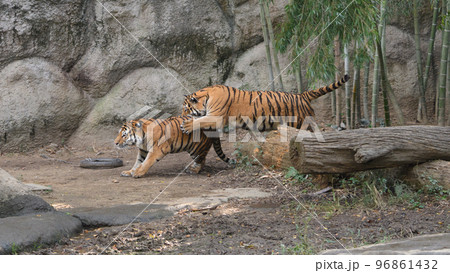 弟に飛びかかるアムールトラの兄 96861432
