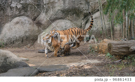 弟に飛びかかるアムールトラの兄 96861433