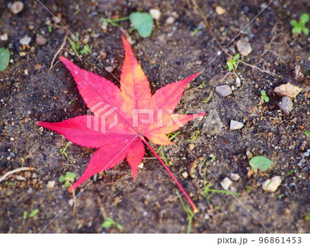 地面に落ちた紅葉 96861453