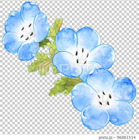 Spring blue nemophila watercolor painting one point 96861514