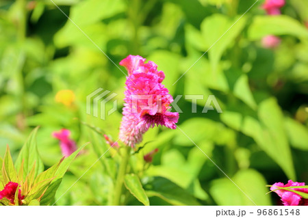 ケイトウの花 96861548