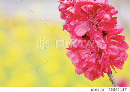 紅色の桃の花 96862157