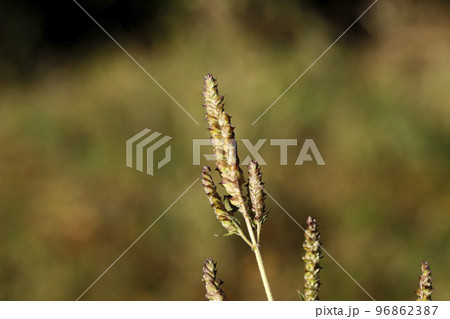 ナギナタコウジュ 96862387