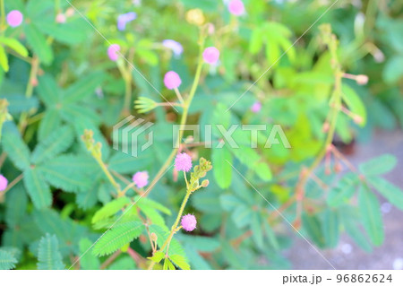オジギソウの花 96862624