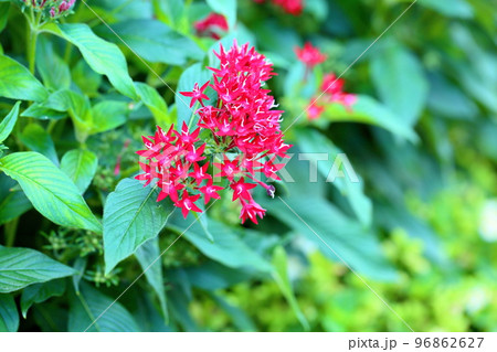 ペンタスの花 96862627