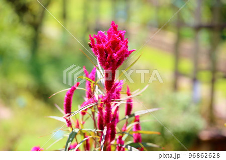 ケイトウの花 96862628