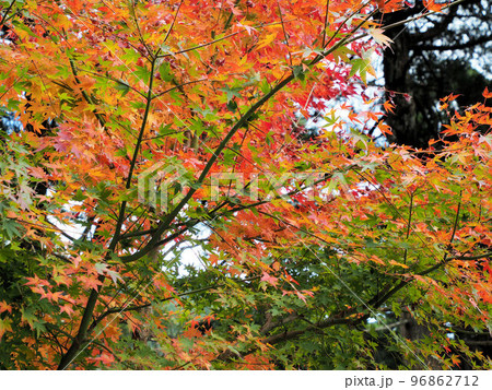 日本一の石段山頂から金海山 大恩教寺 釈迦院への参道の紅葉 熊本県八代市泉町柿迫 日本一の石段山頂から金海山 大恩教寺 釈迦院への参道の紅葉 熊本県八代市泉町柿迫 96862712