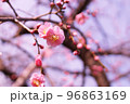 咲き始めのピンク色の梅の花 96863169