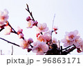 咲き始めの薄桃色の梅の花 96863171