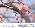咲き始めのピンク色の梅の花 96863173