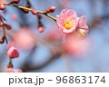 咲き始めのピンク色の梅の花 96863174