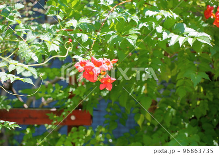 ノウゼンカズラの花 96863735