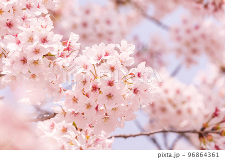 桜 96864361