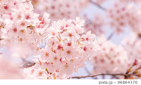 桜 96864370