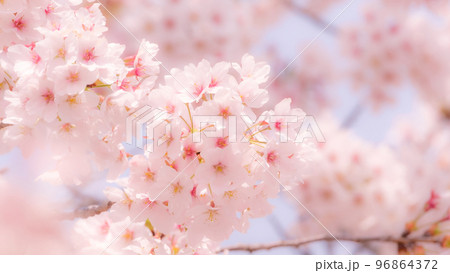 桜（ソフトフォーカス） 96864372