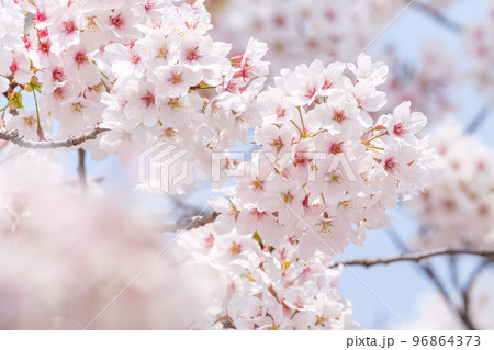 桜 96864373